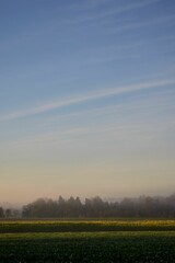 Aerial view of forest with dense trees