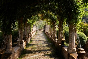 Pathway with arch trees ceiling of Jardines de Alfabia in Mallorca, Spain