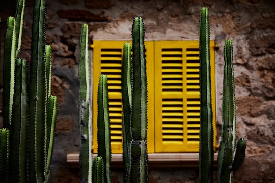 Tall cacus in front of a yellow wooden window in a stone wall in Palma, Spain