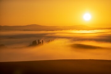 Aerial view of dense trees during sunset
