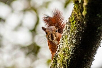 Selective focus closeup of a red tailed squirrel behind a tree