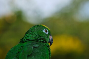 Closeup of a yellow-headed, Panama amazon parrot on blurry green background.