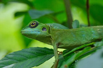 Shallow focus of a green crested lizard (Bronchocela cristatella) on green leaf of plant