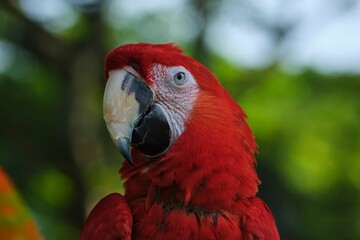 Closeup of an exotic red macaw parrot on blurry green background.