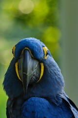 Vertical closeup shot of a blue Hyacinth Macaw parrot on blurry background