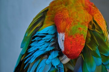 Closeup of an exotic orange-blue macaw parrot on blurry background