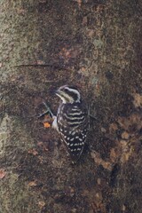 Vertical close-up shot of a Sunda pygmy woodpecker on tree trunk