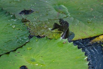 Closeup of fish on water lily pad in pond under sunlight