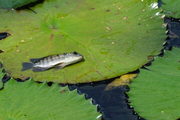 Closeup of fish on water lily pad in pond under sunlight