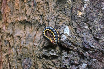 Closeup of a yellow-spotted millipede on tree bark