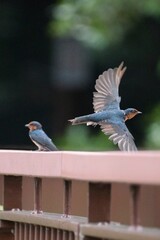 Beautiful vertical shot of a Pacific swallows birds standing on wooden fence with blurry background
