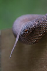 Closeup shot of Trimeresurus purpureomaculatus coiled snake on wood in forest with blurry background