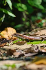 Brown lizard on ground with leaves