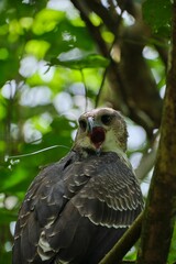 Harpy eagle perching on tree branch