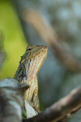Closeup shot of a common iguana in detail