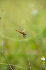 Closeup shot of a flying dragonfly in detail surrounded by greenery