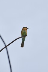 Vertical shot of a Blue-tailed bee-eater bird perched on a rusty thin metal rod