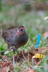 Closeup shot of a Buff-banded rail bird walking on the ground