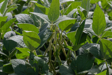 Soybean plantation, flowering and producing pods, showing excellent development and production.