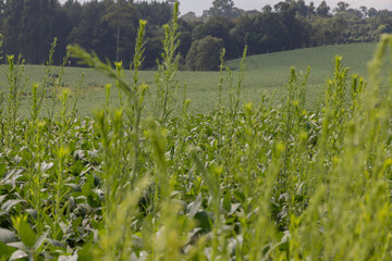 Soybean plantation, flowering and producing pods, showing excellent development and production.