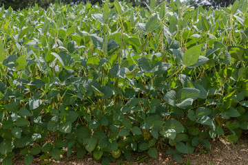 Soybean plantation, flowering and producing pods, showing excellent development and production.