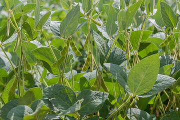 Soybean plantation, flowering and producing pods, showing excellent development and production.