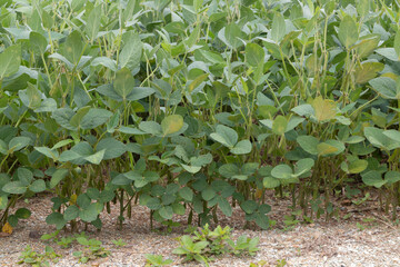 Soybean plantation, flowering and producing pods, showing excellent development and production.
