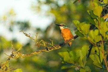 Closeup of a kingfisher perched on a tree branch in a field under the sunlight