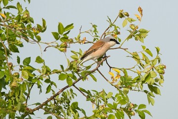 Low angle selective focus view of a Red-backed Shrike bird in a tree