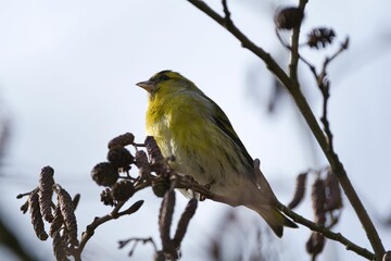 Low angle selective focus view of a Eurasian Siskin bird in a tree