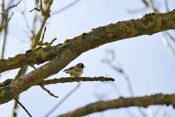 Low angle selective focus view of a European goldfinch bird in a tree
