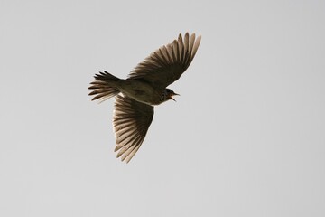 Low angle view of a Eurasian skylark bird mid flight