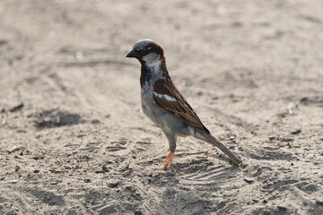 Closeup view of an Italian sparrow on the ground