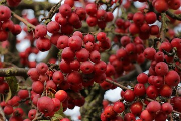 Closeup shot of Sorbus plants on the branches