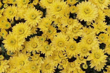 Top view of small yellow flowers in the garden