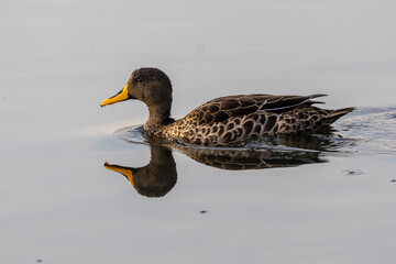 Yellow-billed Duck (Geelbekeend) in Rietvlei Nature Reserve