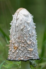Closeup of a decaying shaggy ink cap mushroom (Coprinus comatus)