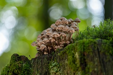 Group of bonnet mushrooms (mycena sp.) on a tree stump