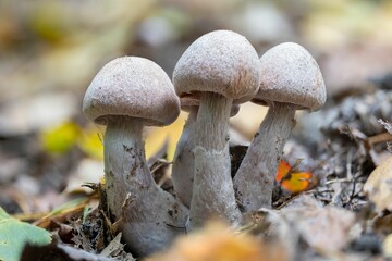 Closeup of some webcap genus mushrooms (Cortinarius sp.)