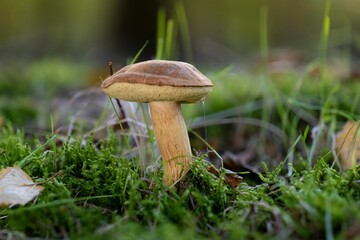 Closeup of a bay bolete mushroom (Imleria badia)