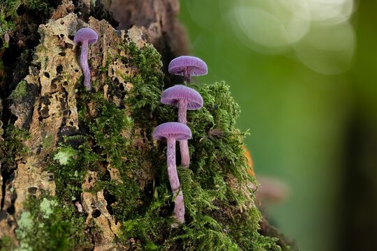 Group of amethyst deceiver mushrooms (laccaria amethystina)