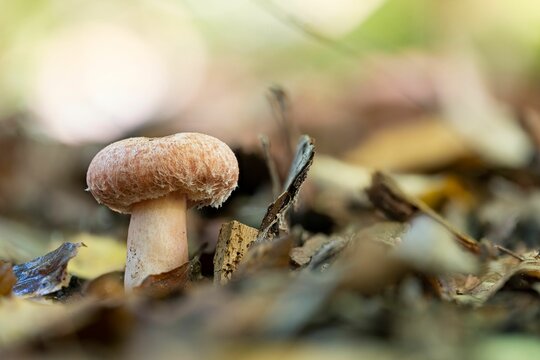 Closeup of a woolly milkcap mushroom (Lactarius torminosus)