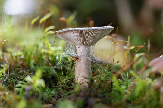 Closeup of a slimy milkcap mushroom (Lactarius blennius)