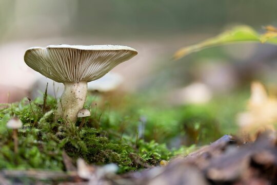 Closeup of a slimy milkcap mushroom (Lactarius blennius)