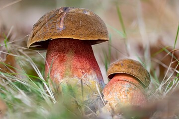 Closeup of two fresh scarletina bolete mushrooms (Neoboletus sp.)