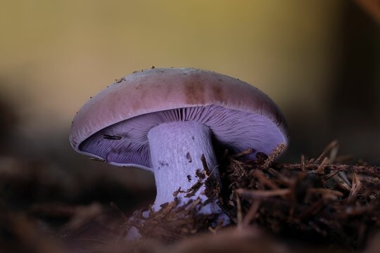 Closeup of a wood blewit mushroom (Lepista nuda)