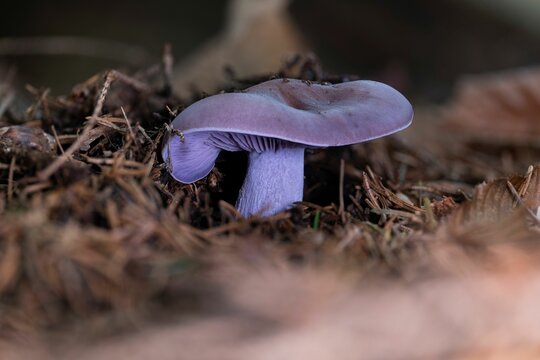 Closeup of a wood blewit mushroom (Lepista nuda)