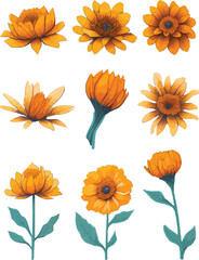Calendula Flower Set, Watercolor Flower Vector Design Set