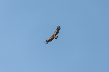 Low angle shot of a vulture with open wings soaring in blue sky