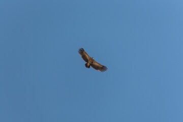 Low angle shot of a vulture with open wings soaring in blue sky
